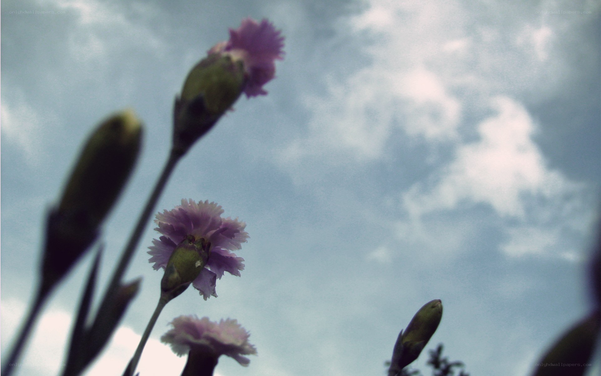 Purple flowers against a cloudy sky