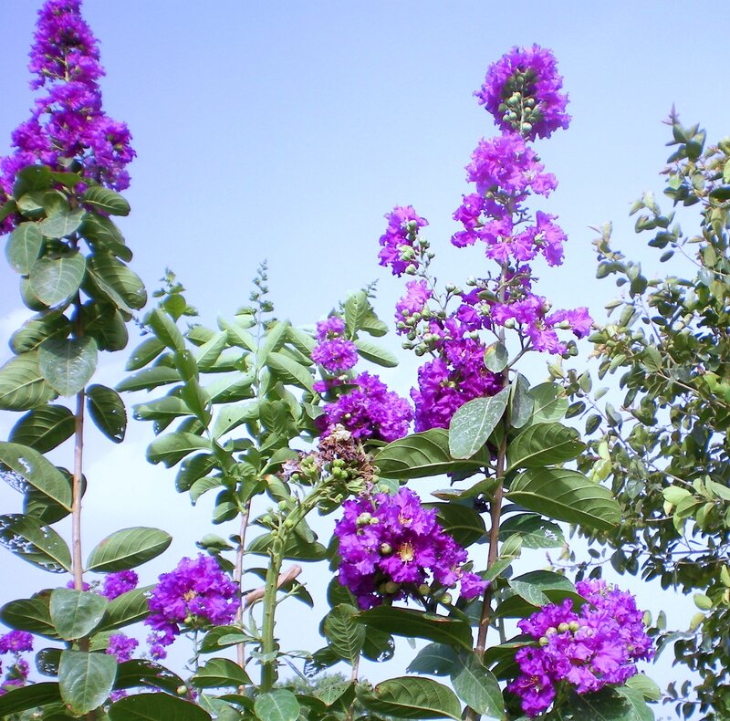 purple flowers against blue sky