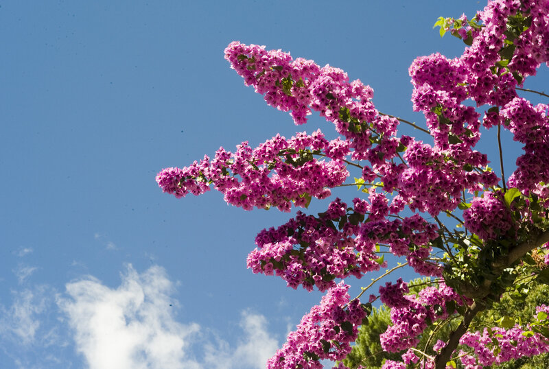Purple flowers against blue sky