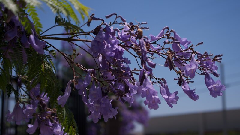 purple flowers against blue sky