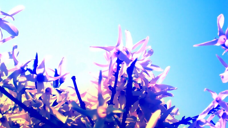 purple flowers against blue sky
