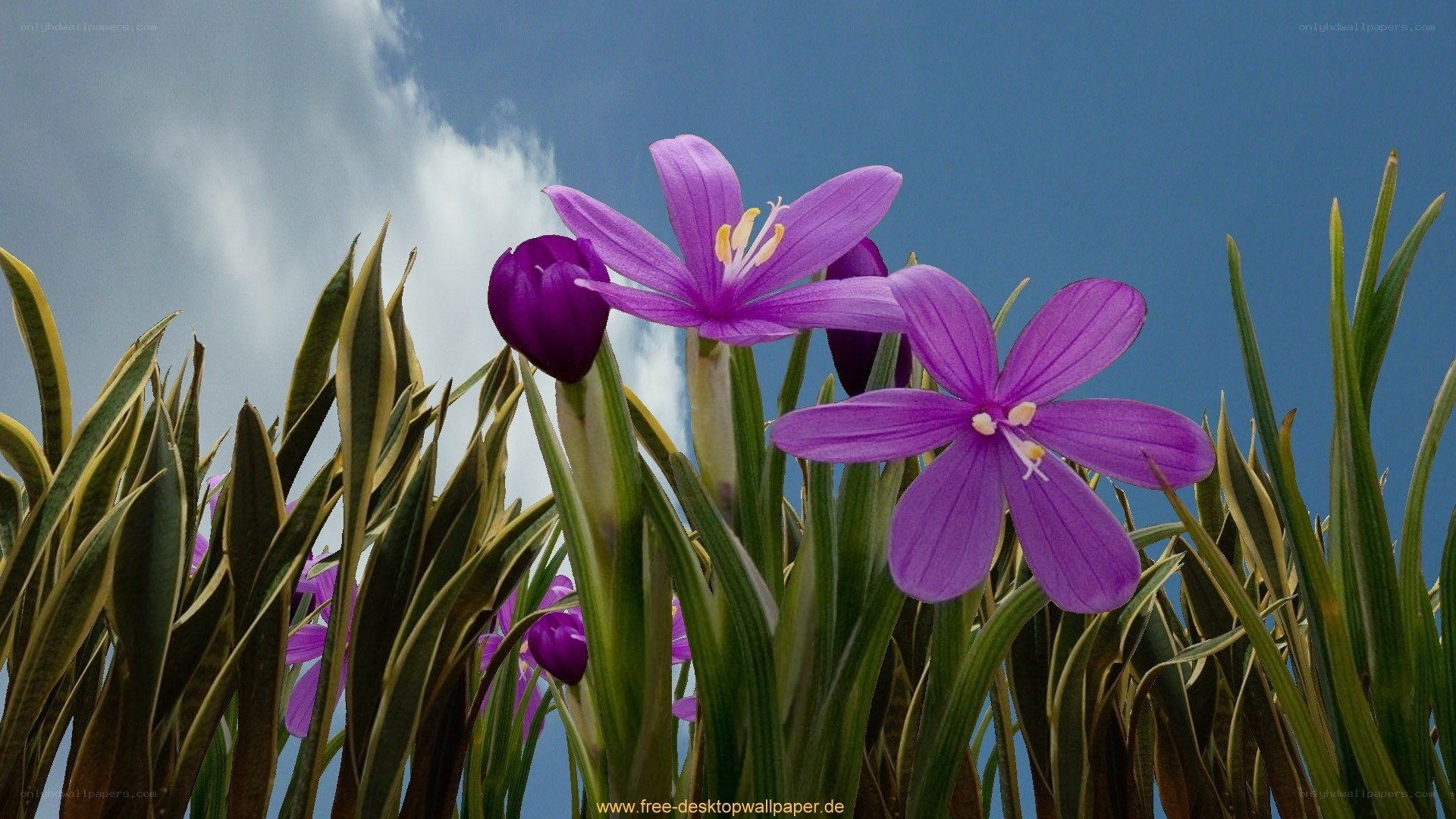 Purple flowers against blue sky