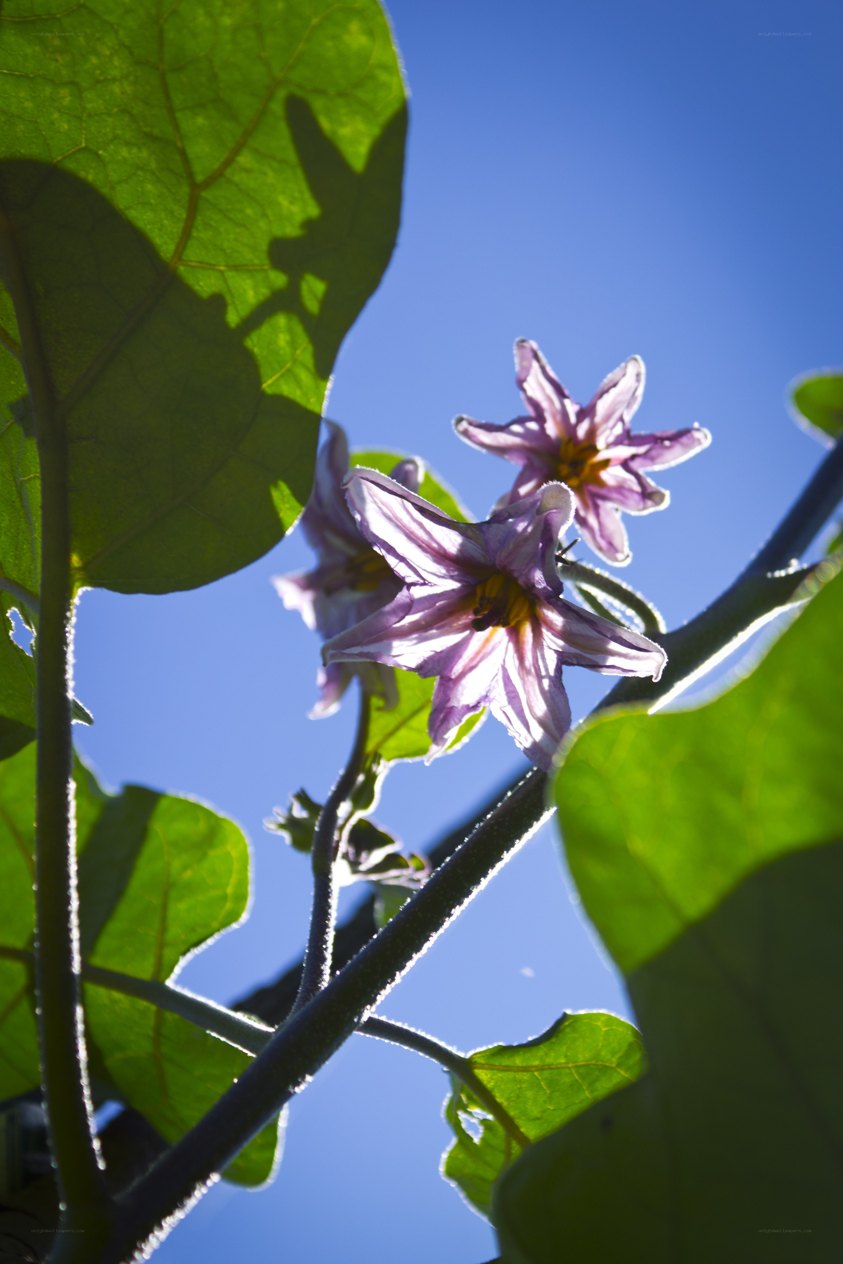 Purple flowers against blue sky