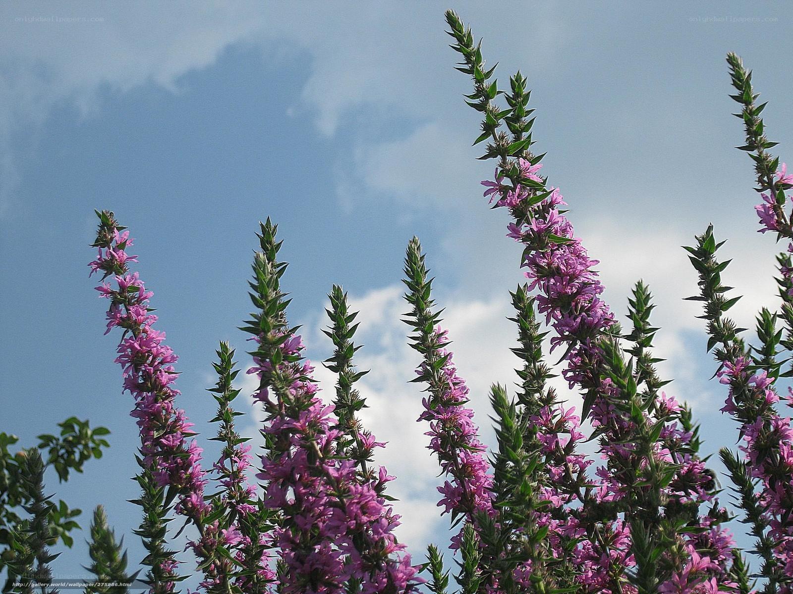 Purple flowers against blue sky