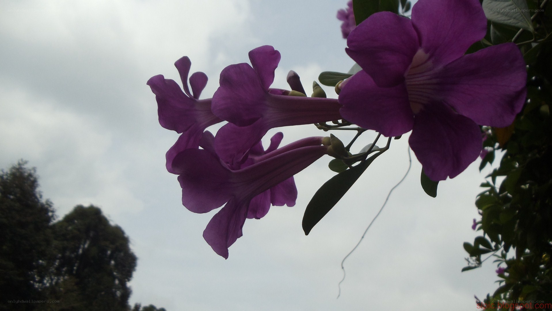 Purple flowers against cloudy sky