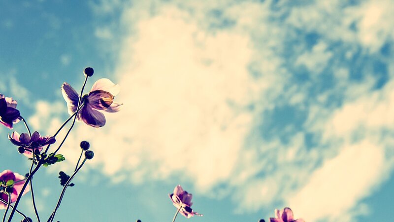 Purple Flowers Against Sky — Blue