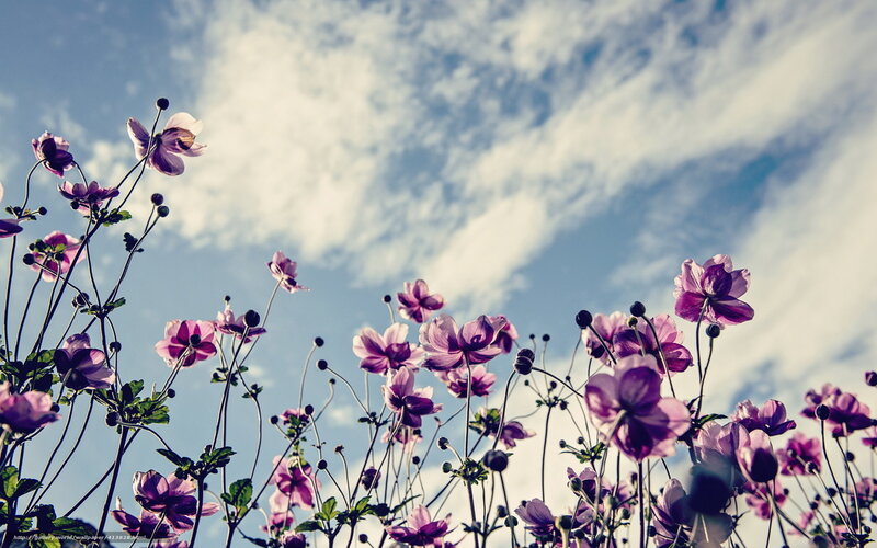 Purple Flowers Against Sky — Serene, Afternoon