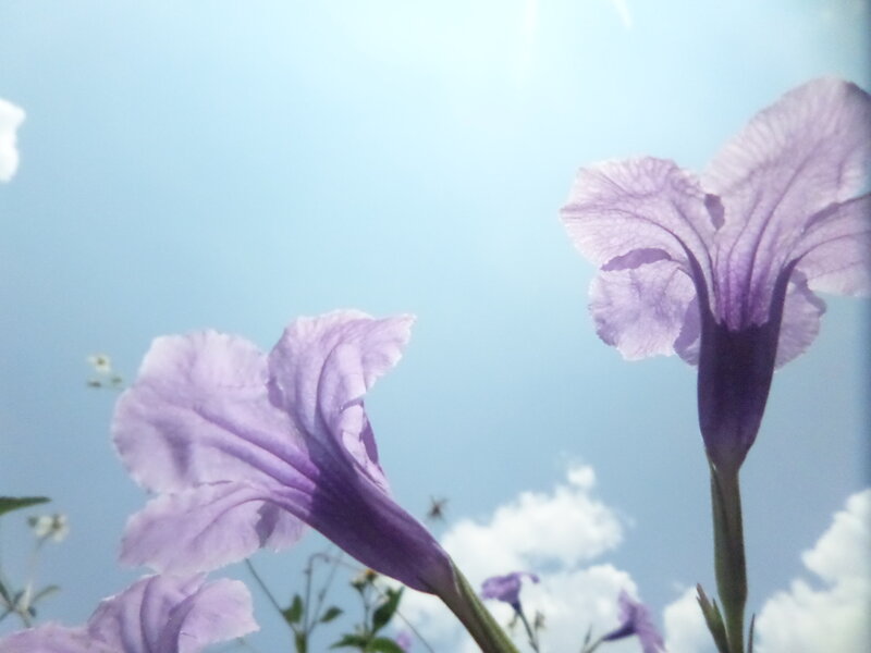 Purple Flowers Against Sky — Serene