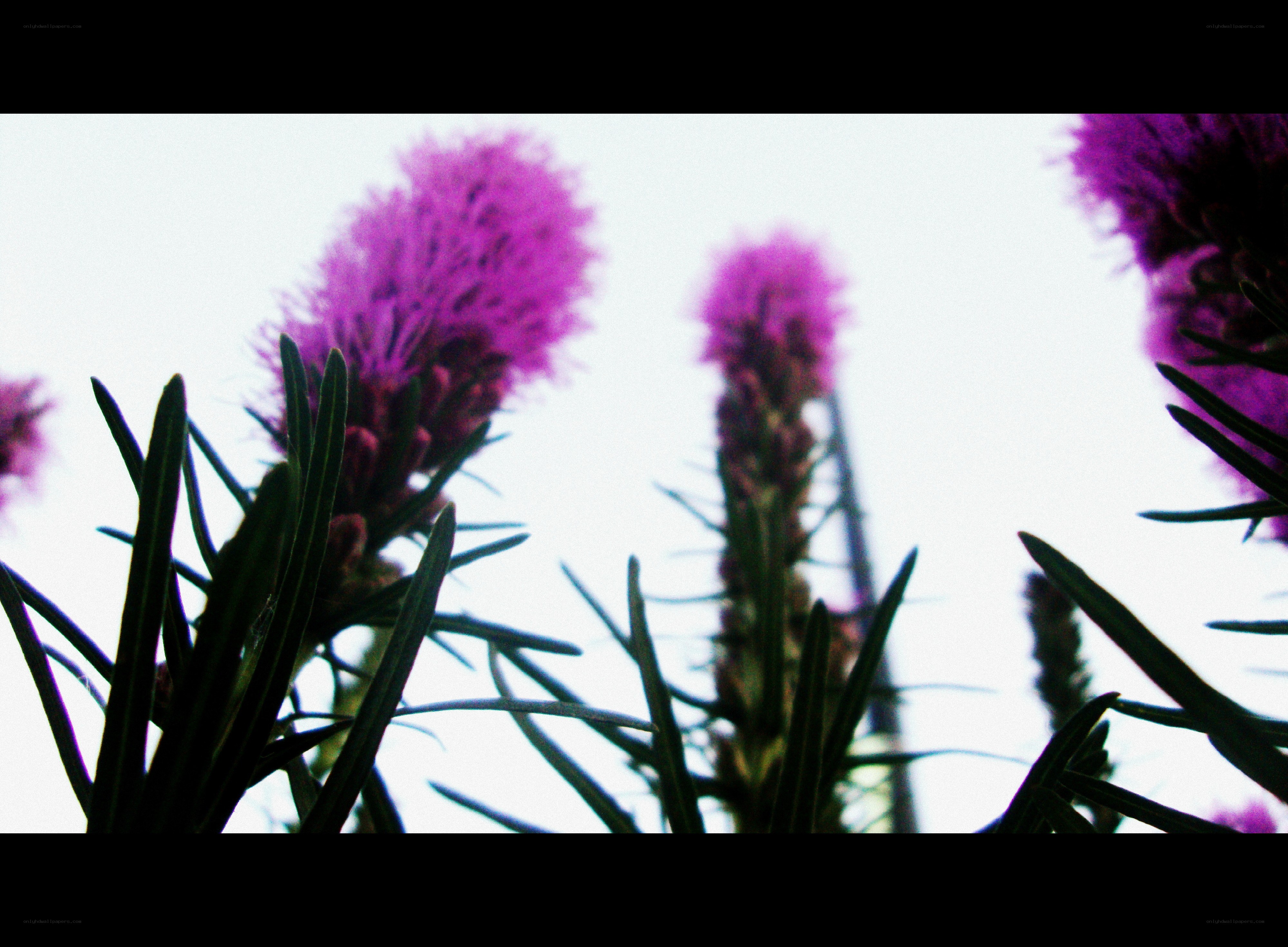 purple flowers against sky