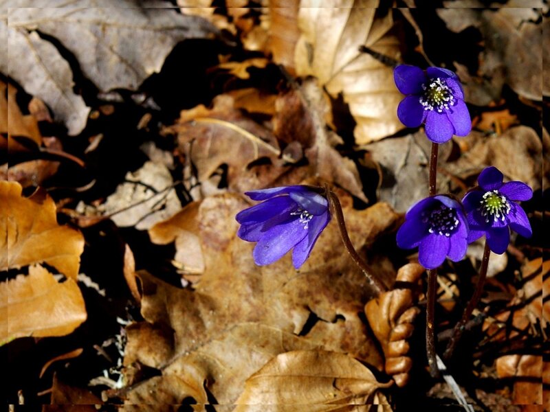 Purple flowers among fallen leaves