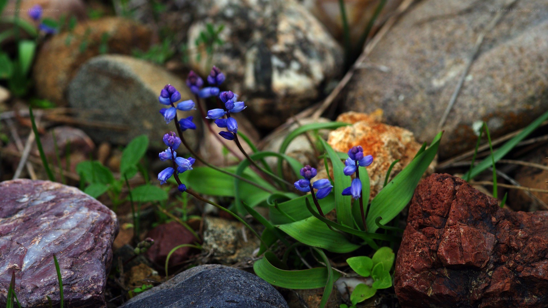 purple flowers among rocks