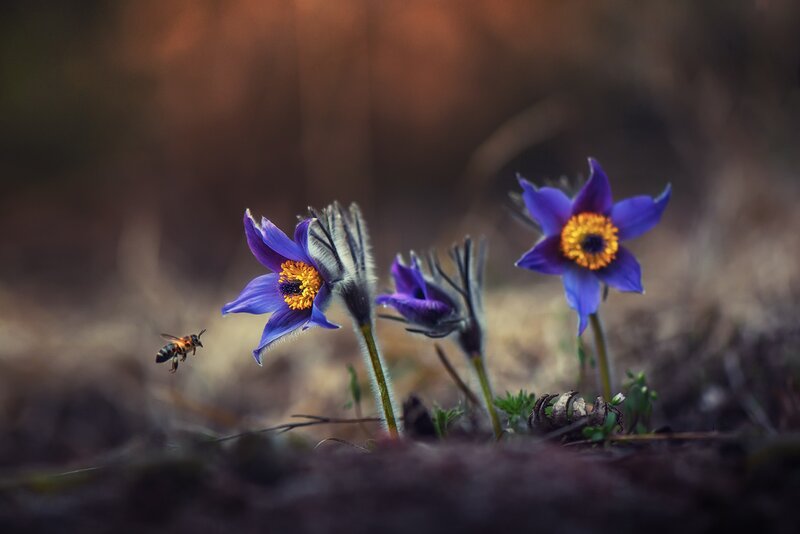 Purple Flowers and Bee