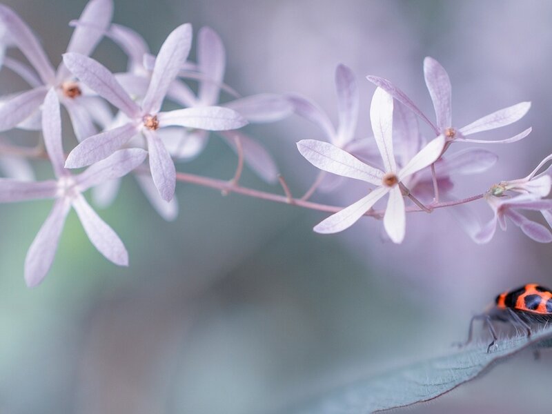 Purple Flowers and Beetle — Serene
