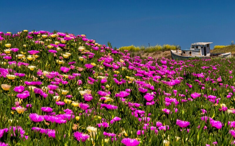 Purple Flowers and Boat