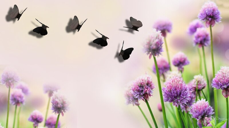 Purple Flowers and Butterflies — Serene