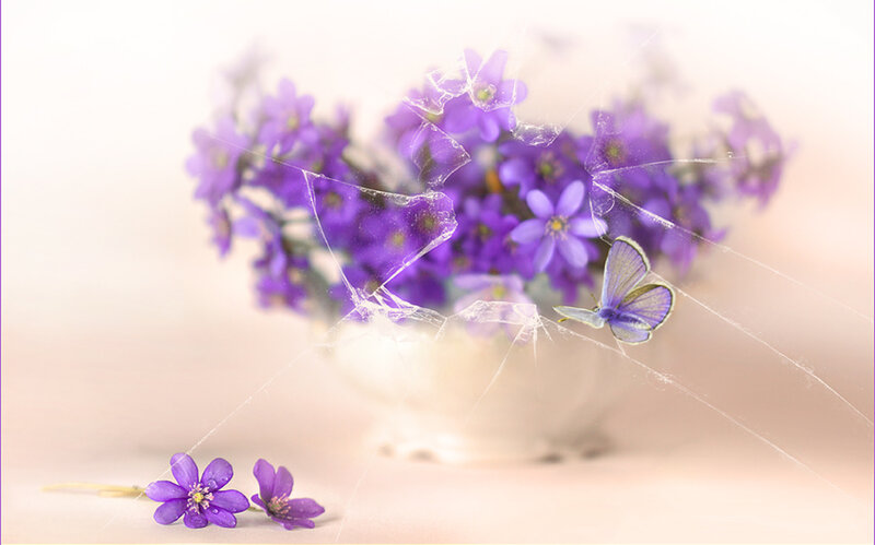 Purple Flowers and Butterfly — Serene