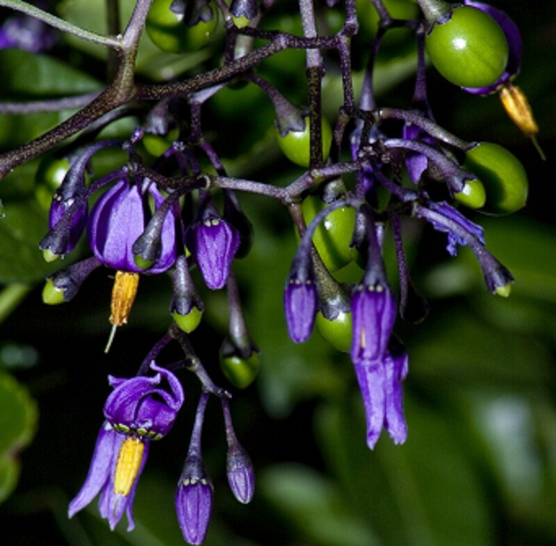 Purple Flowers and Green Berries