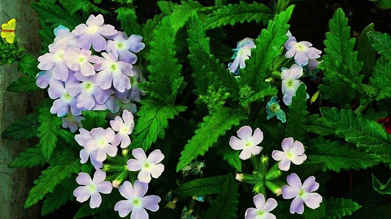 Purple Flowers and Green Leaves