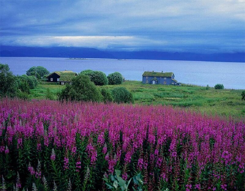 Purple Flowers and Houses