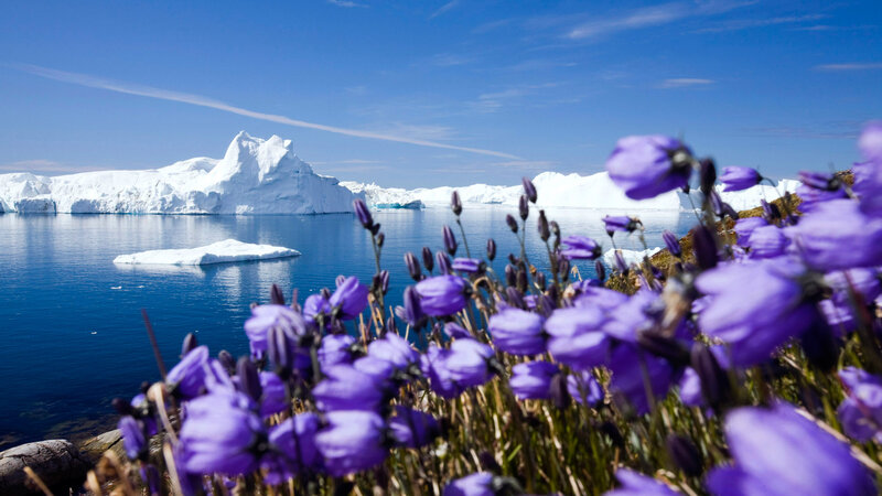 Purple Flowers and Iceberg