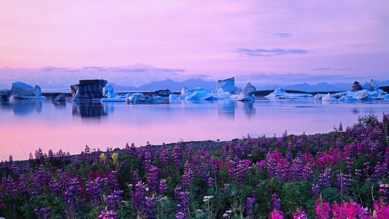 Purple Flowers and Icebergs