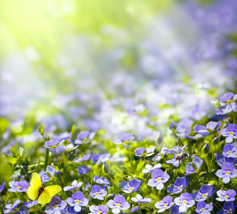 Purple Flowers and Insects