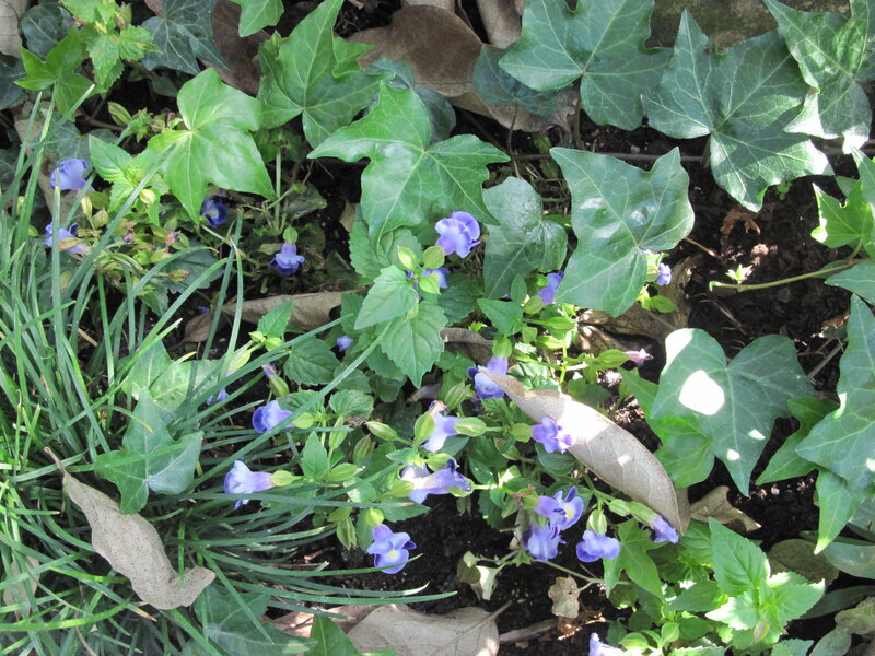 Purple Flowers and Ivy