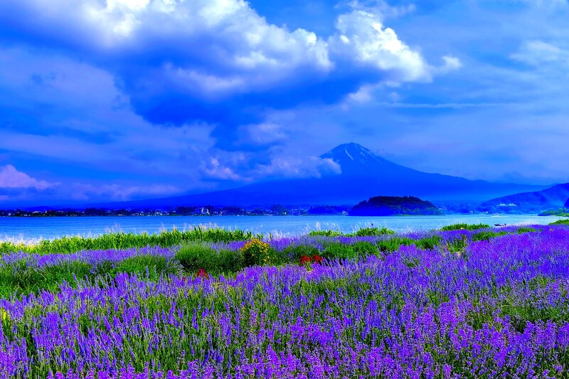 Purple Flowers and Mountain — Blue