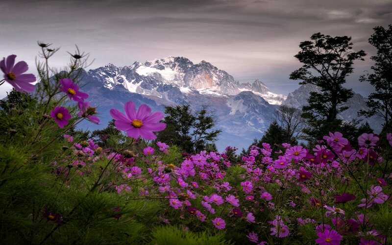 Purple Flowers and Mountain — Dramatic, Photograph