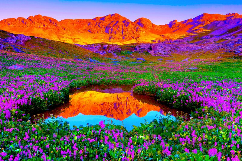 Purple Flowers and Mountain — Dramatic