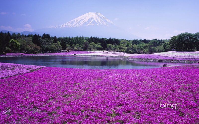 Purple Flowers and Mountain — Serene, Spring