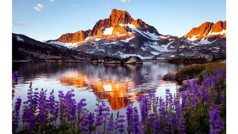 Purple Flowers and Mountain — Serene