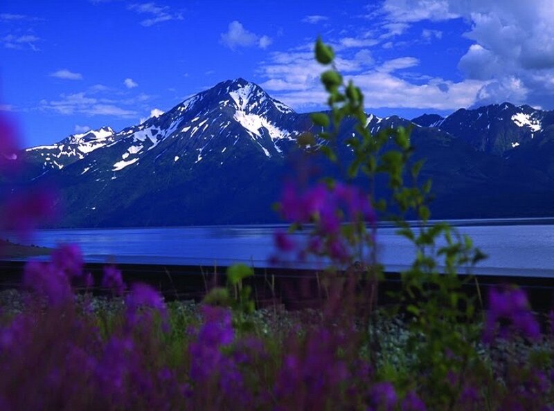 Purple Flowers and Mountain
