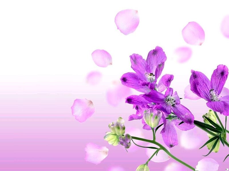 Purple Flowers and Petals — Serene