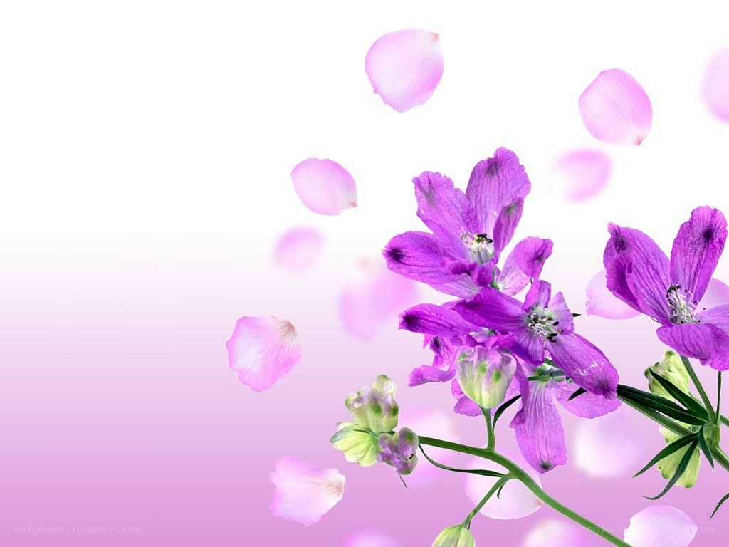 purple flowers and petals