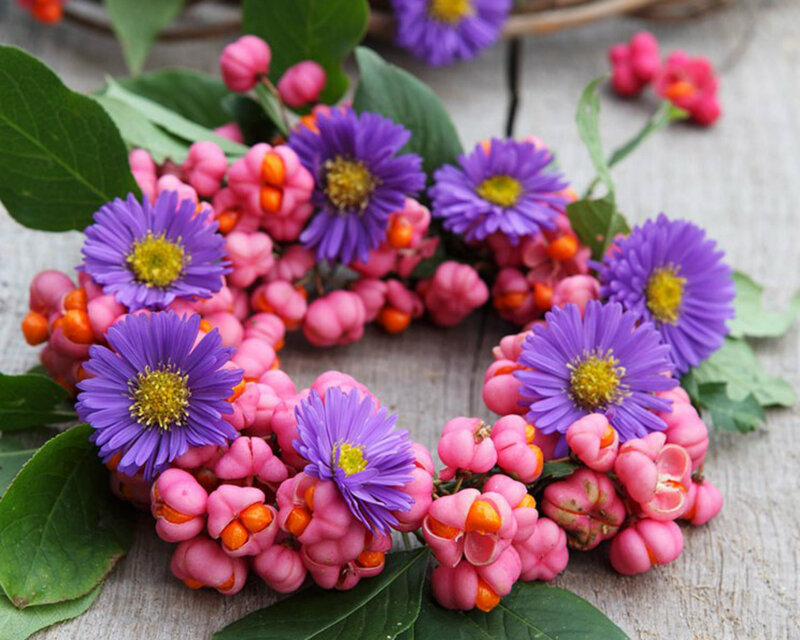 Purple Flowers and Pink Berries