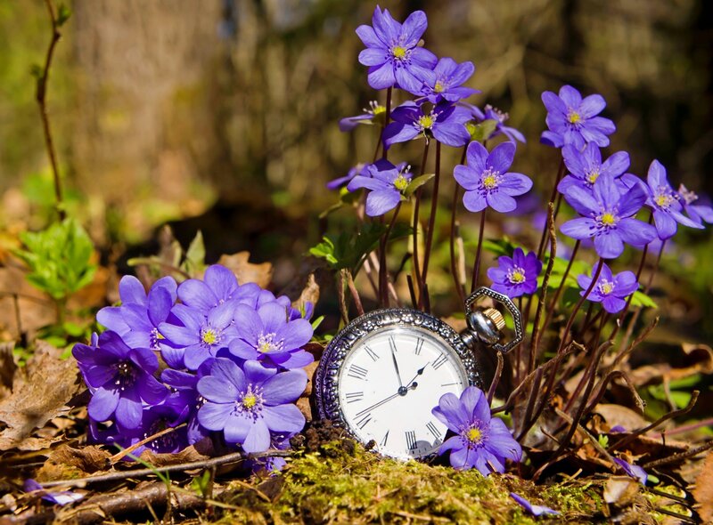 Purple Flowers and Pocket Watch — Serene, Spring