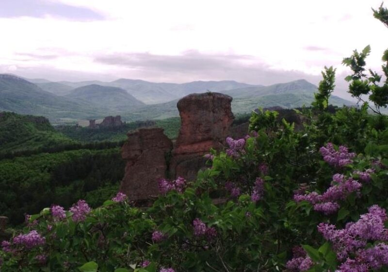 Purple Flowers and Rock Formations