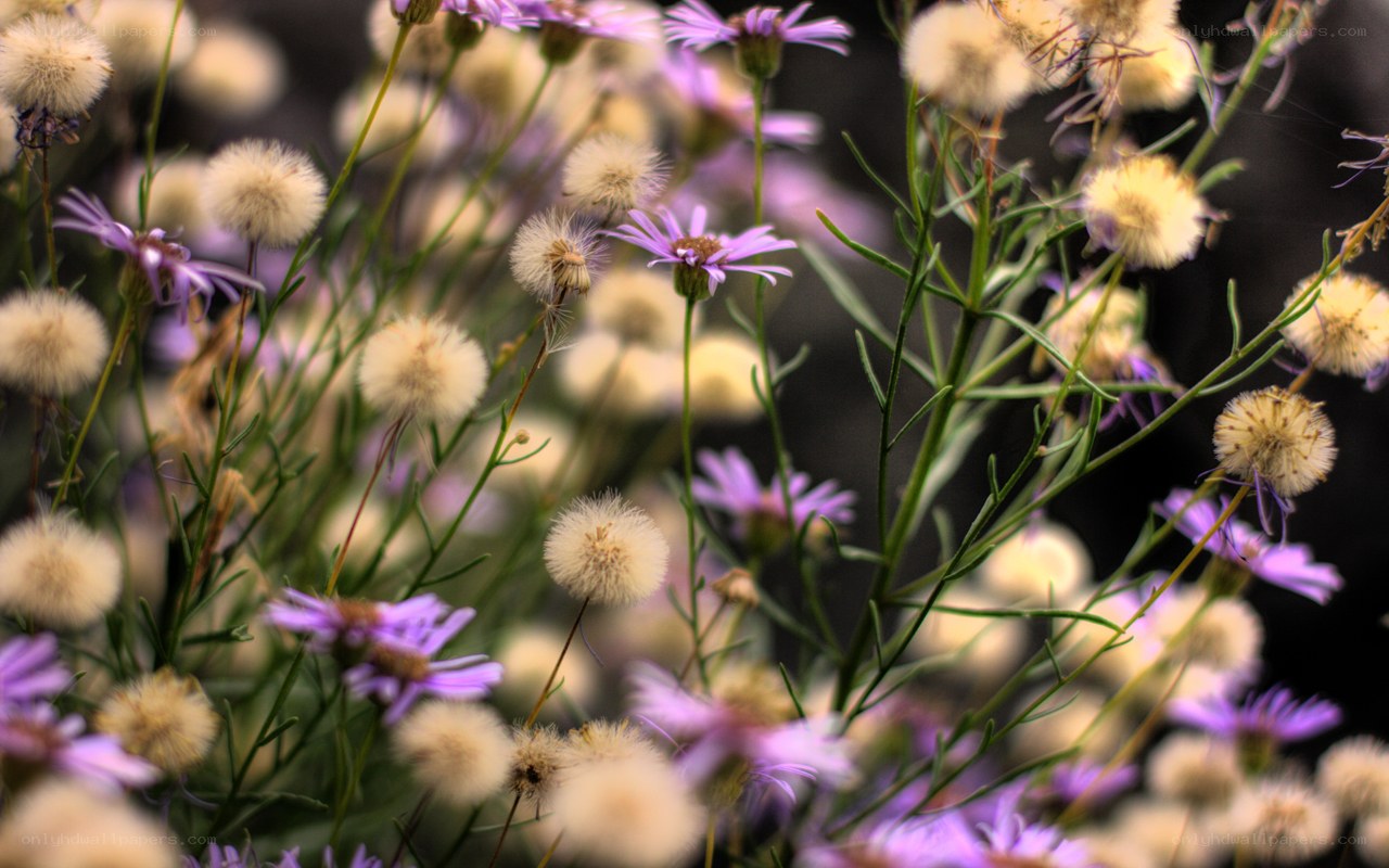 purple flowers and seed heads