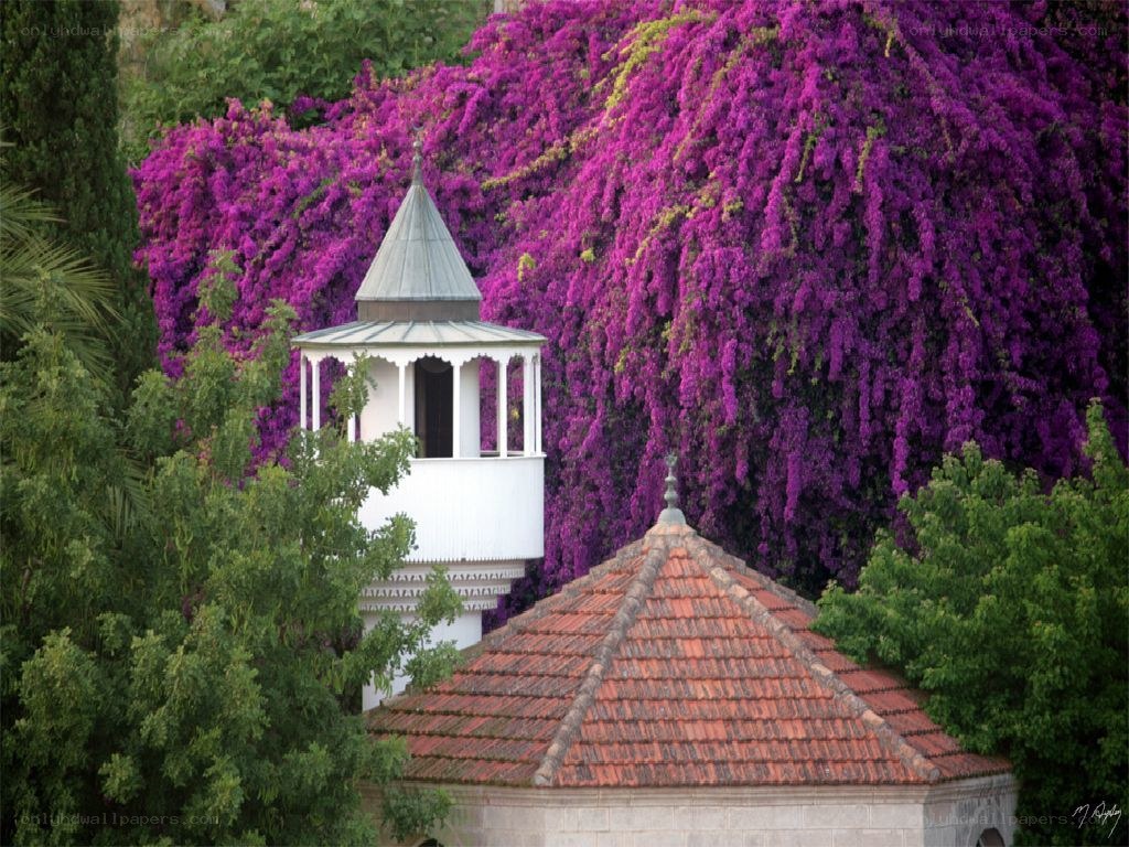 purple flowers and white tower