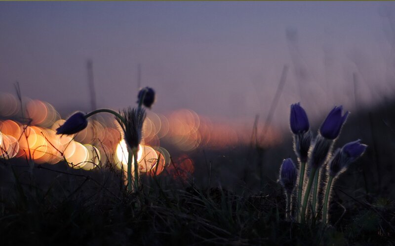Purple flowers at dusk with city lights
