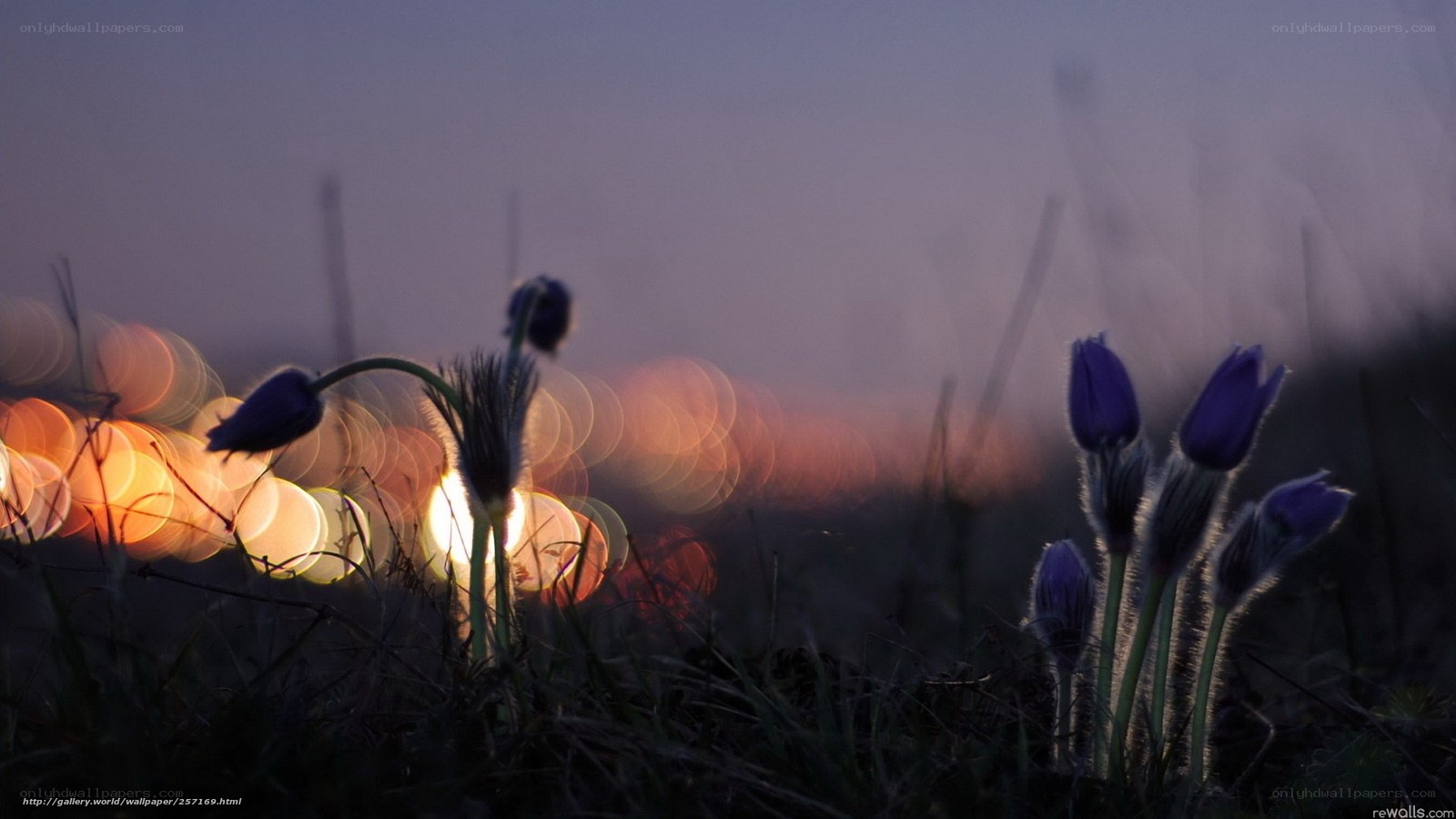 Purple flowers at dusk