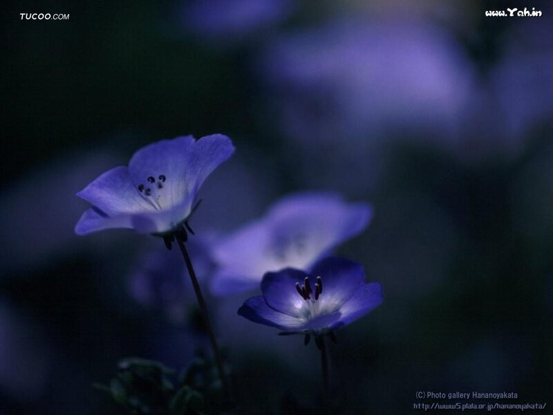 Purple Flowers at Night — Blue