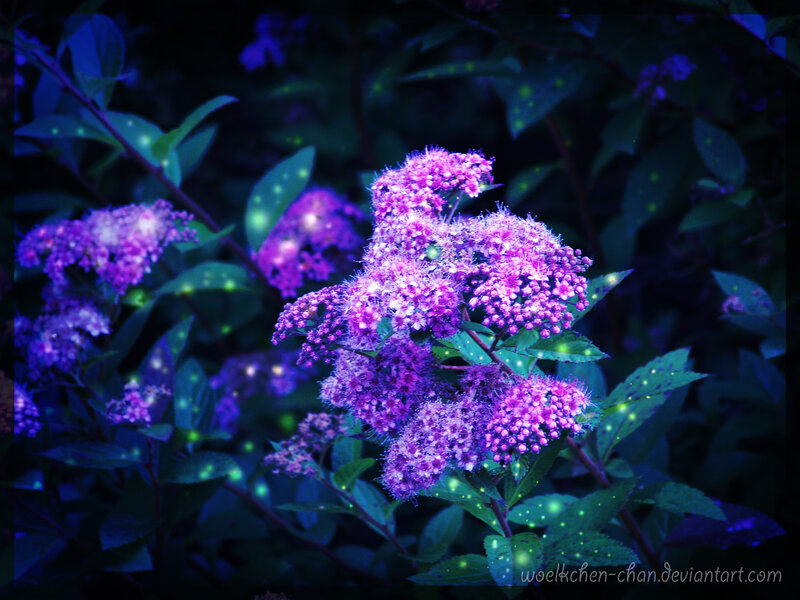 Purple Flowers at Night — Mystical