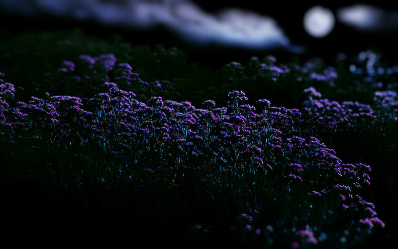 Purple Flowers at Night — Serene, Photograph
