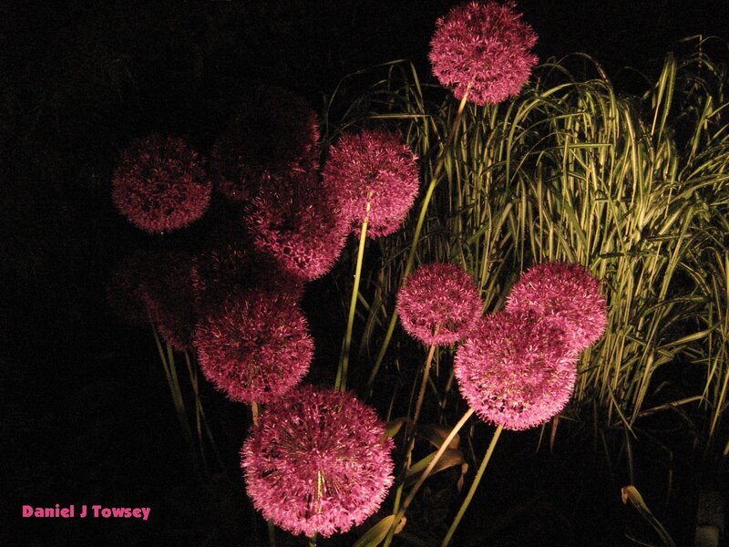 Purple flowers at night