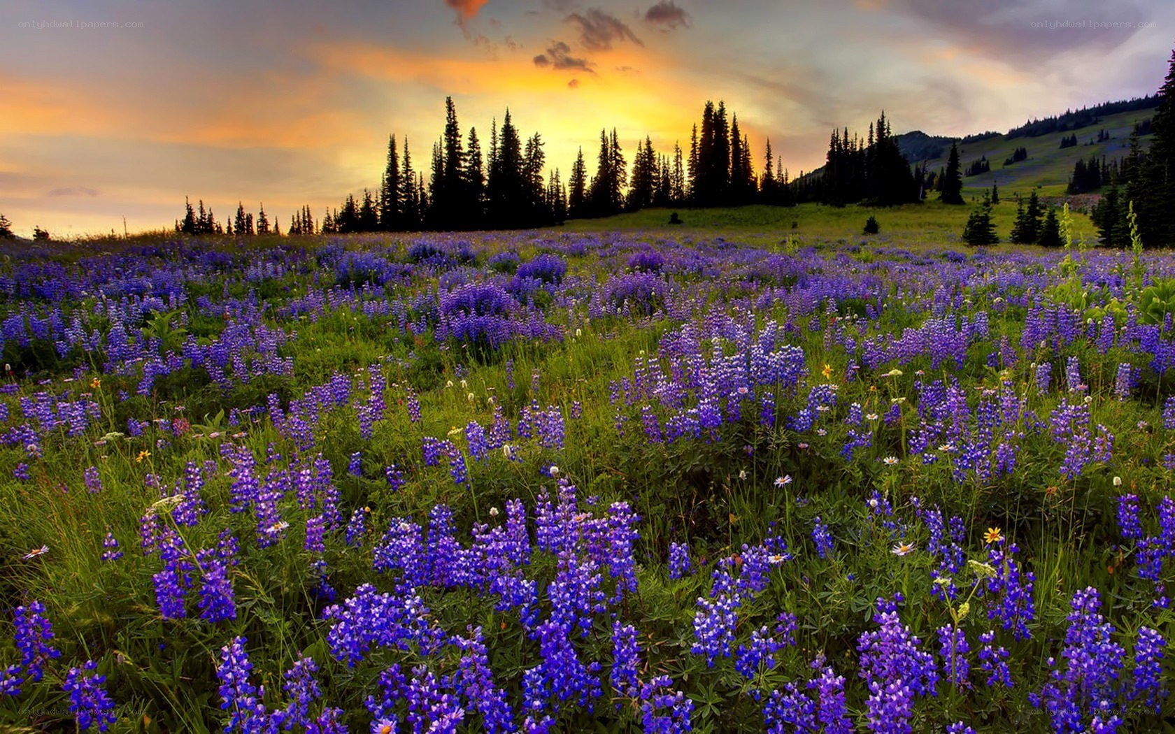 Purple flowers at sunset