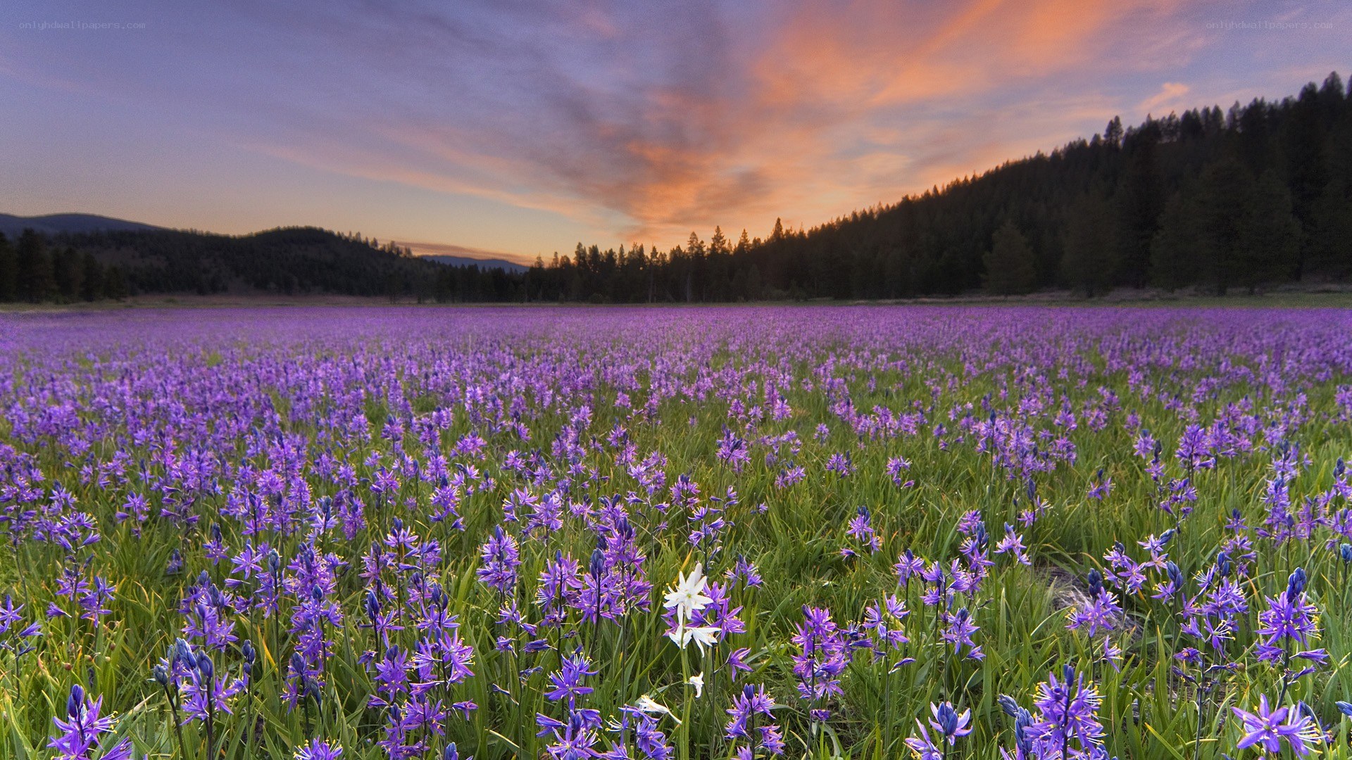 purple flowers at sunset