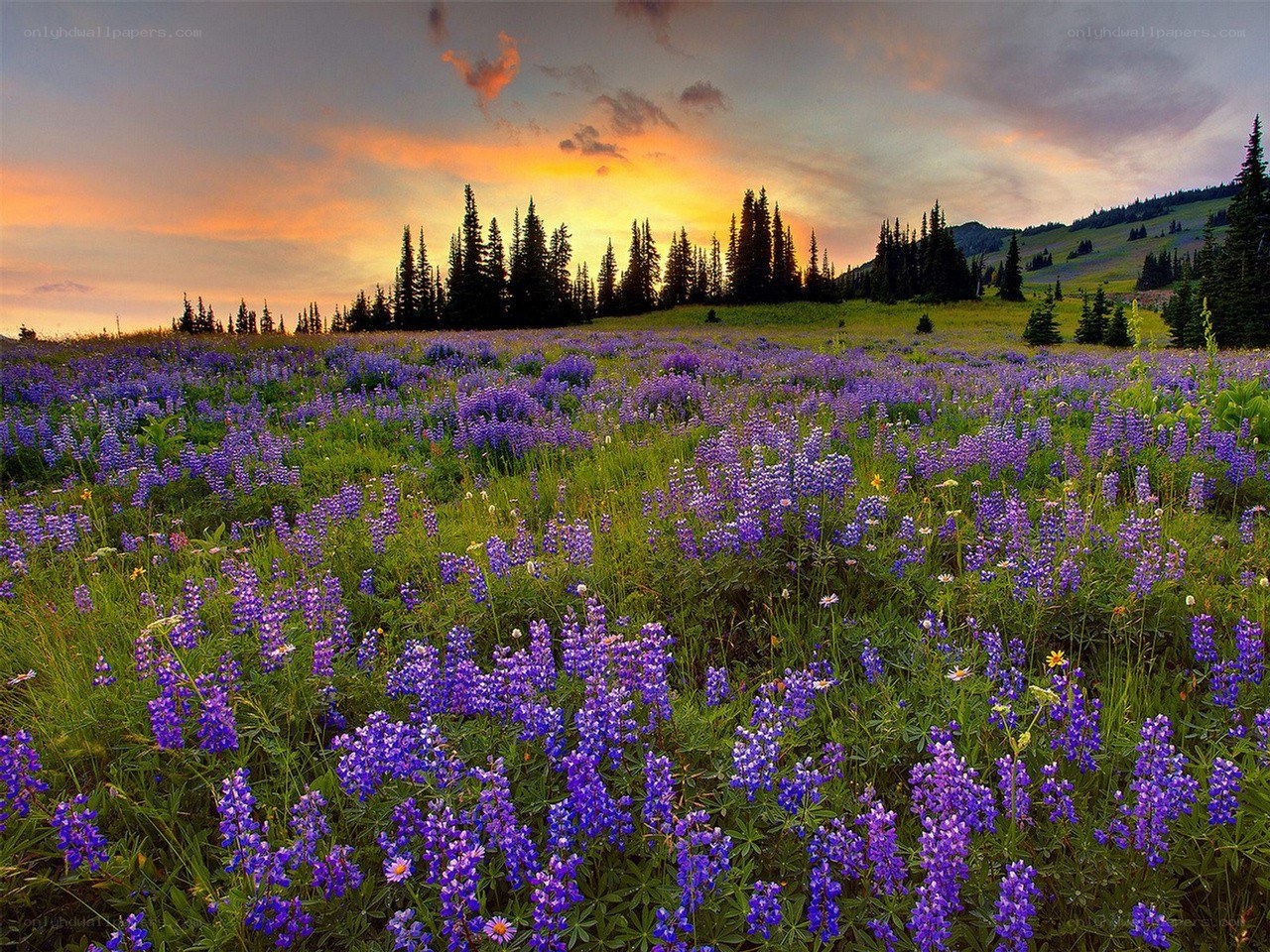 Purple flowers at sunset