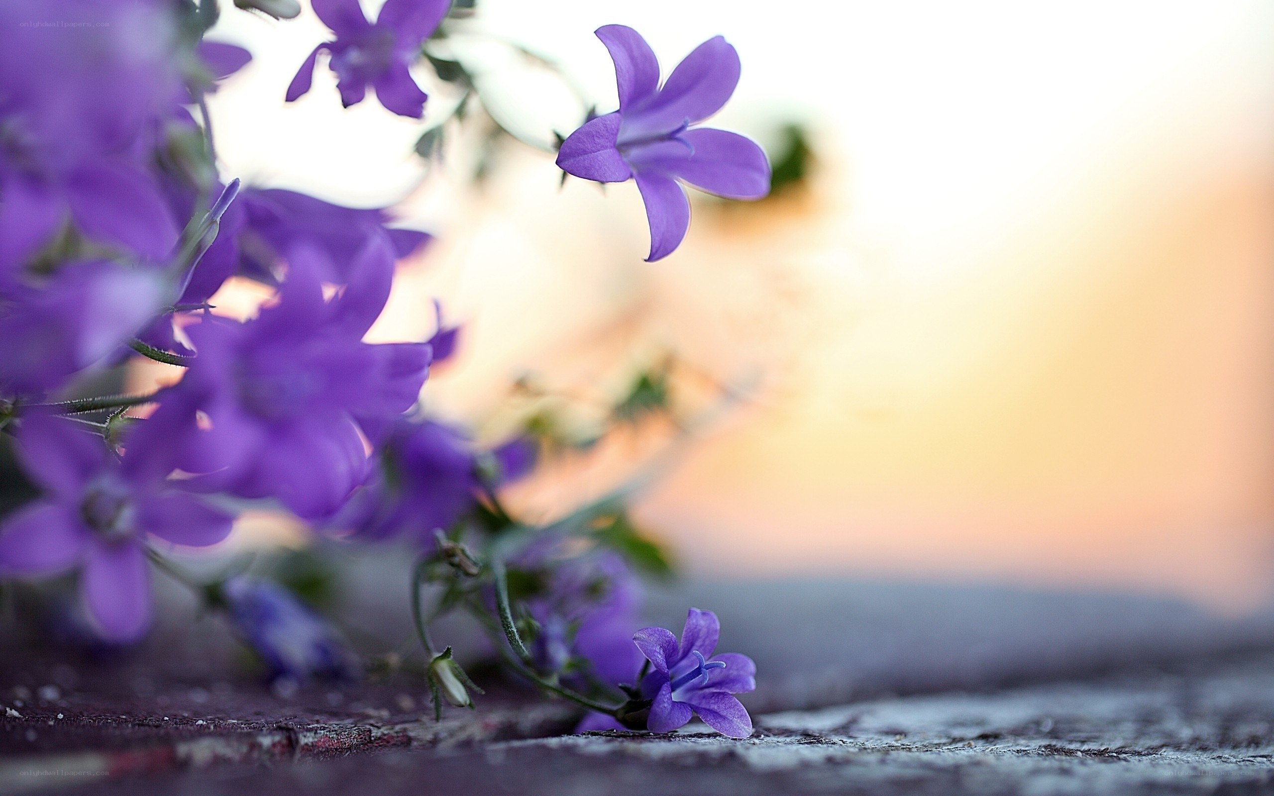 Purple flowers at sunset
